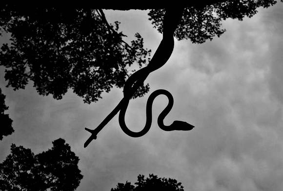 Green vine snake