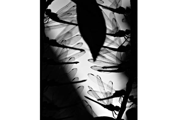 Dragonflies and damselflies