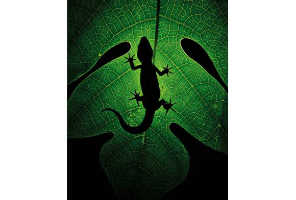 Lizard