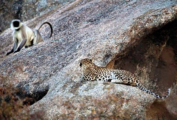 Leopard and Langur