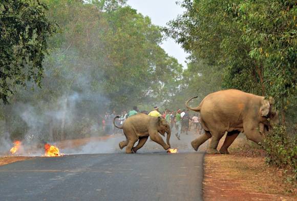Humans and elephants