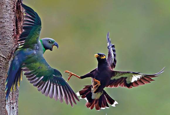 Parakeet and myna