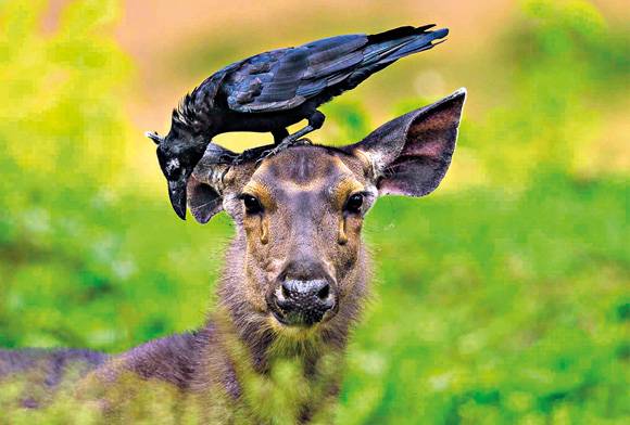 Sambar deer and crow