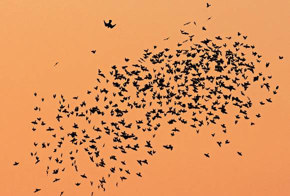 DIVERSIONARY MURMURATIONS