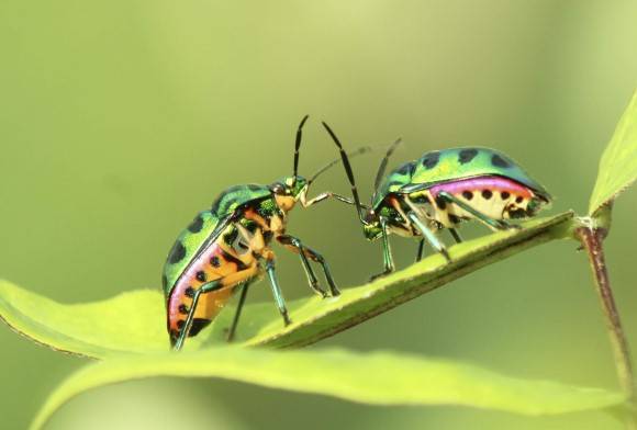 Jewel Bugs