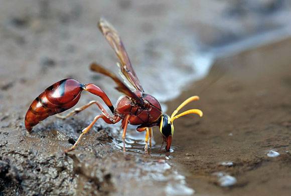 Potter Wasp
