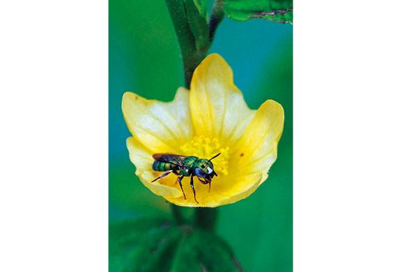 Sweat Bee