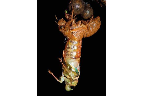 Cicada