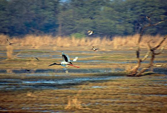Black-necked Stork