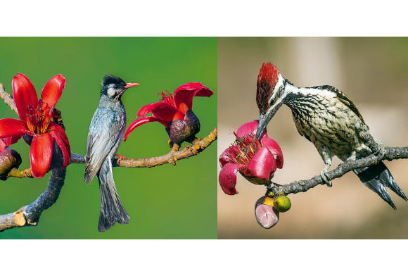 Black Bulbul and Lesser Goldenbacked Woodpecker