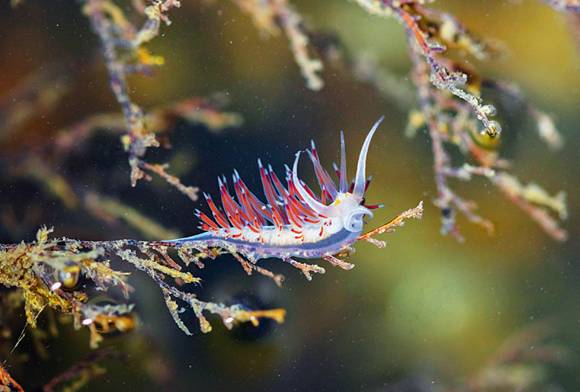 A Cratena Sea Slug