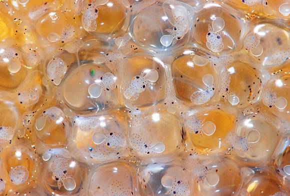 Squid Eggs
