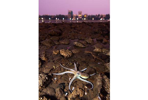 An Octopus