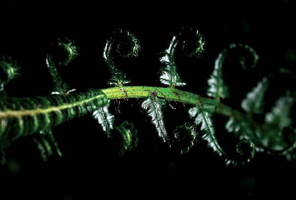 Fern Leaves