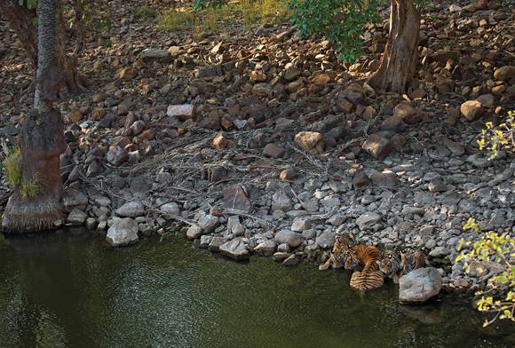 Tiger, Ranthambhore