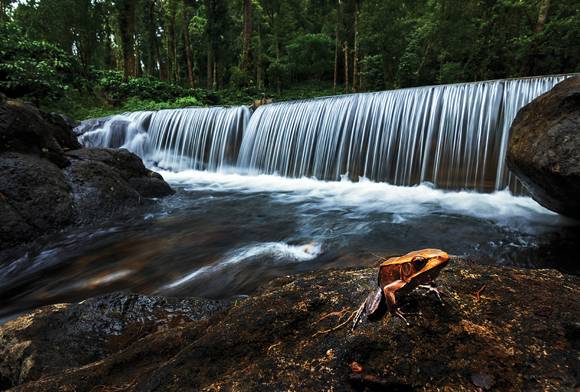 Bicoloured Frog, Coorg, Karnataka