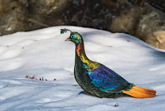 Himalayan Monal