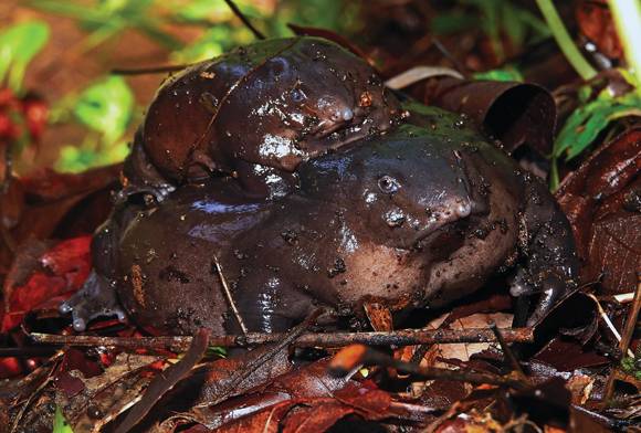 Love Can Be Brief And Fleeting