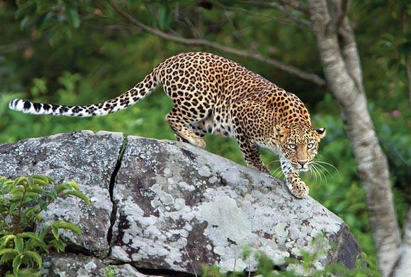 Nilgiris, Tamil Nadu