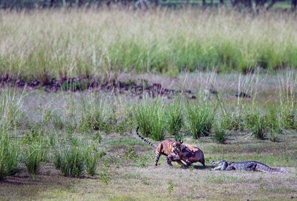 Ranthambhore, Rajasthan