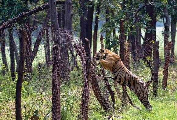 Bandhavgarh, Madhya Pradesh
