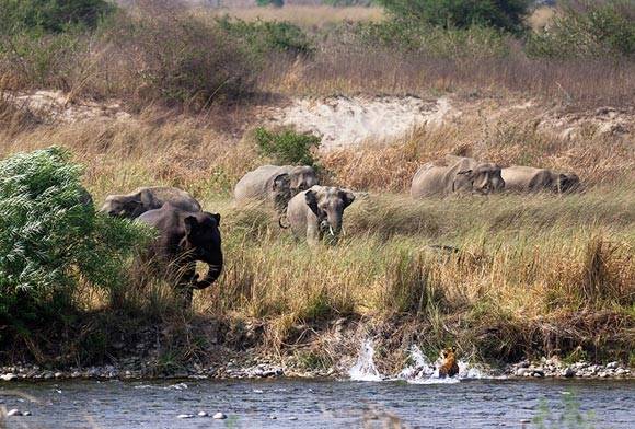 Corbett National Park, Uttarakhand