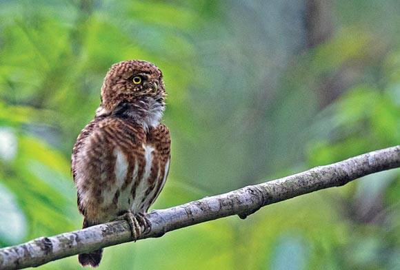 Collared Owlet