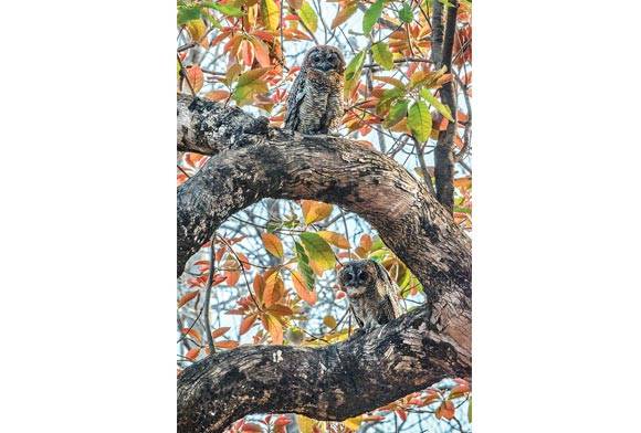 Mottled Wood-Owl