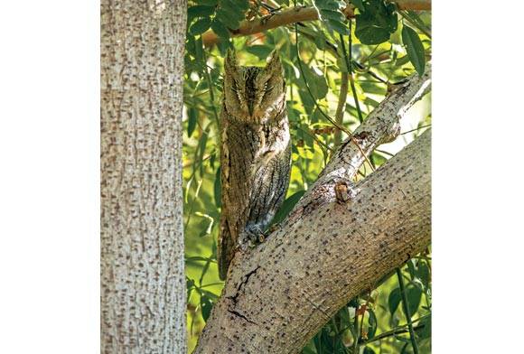 Collared Scops-Owl