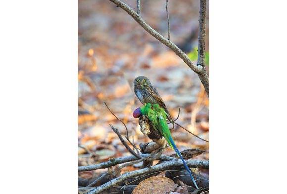 Jungle Owlet