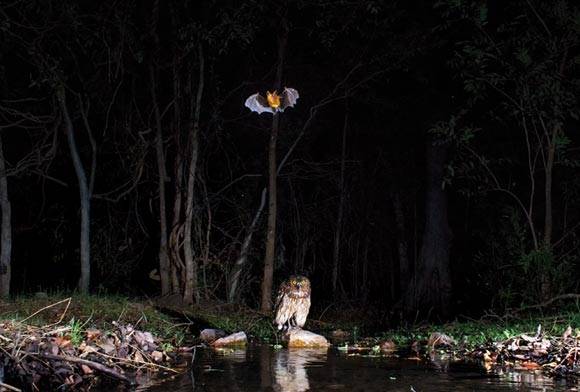 Brown Fish-Owl
