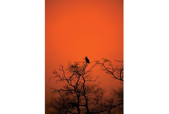 Dusky Eagle-Owl