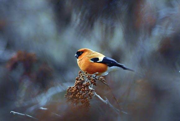 Orange Bullfinch