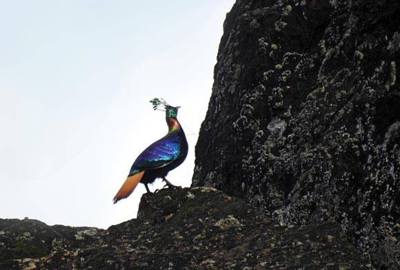 Himalayan Monal