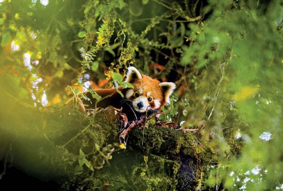 Pandas Are Not Bears