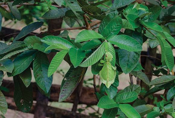 Leaf it alone