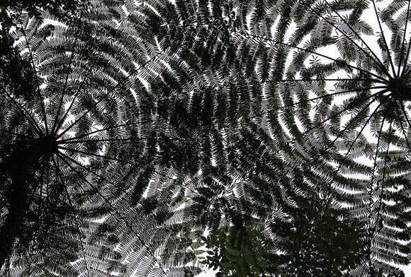 Fractals In The Sky