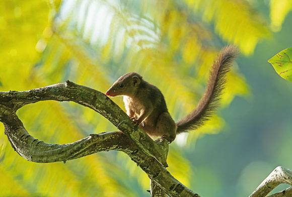 Nicobar Treeshrew