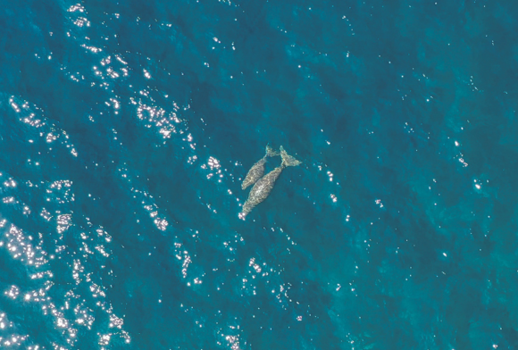 Dugongs