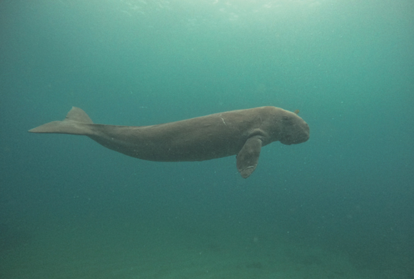 Studying Dugongs