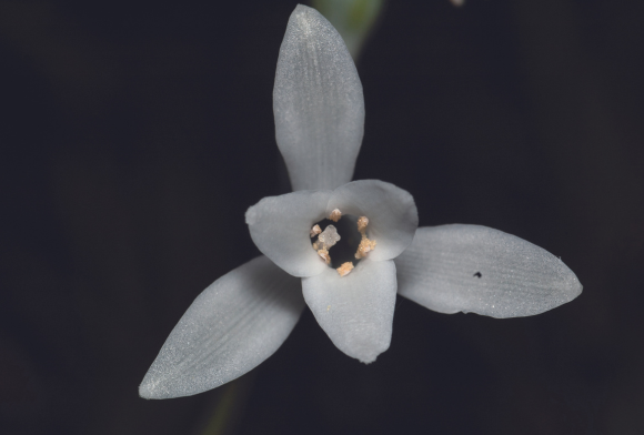 Queen Flower Of Konkan