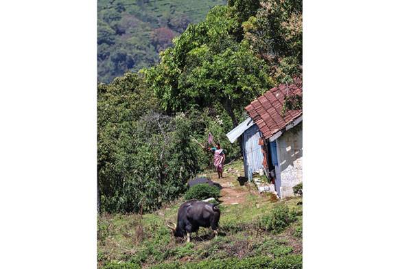 This Bos Needs Protection