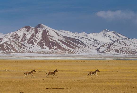Studs Of Tibet