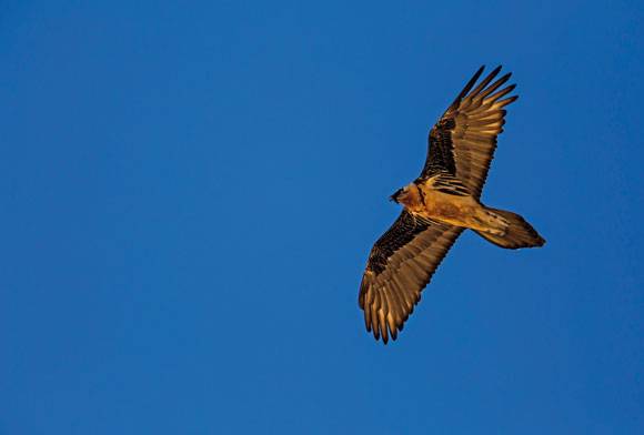 Bone-Eater - Lord Of The Skies