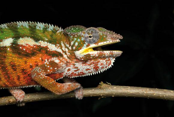 Panther chameleon