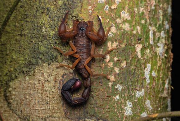 Scorpions of Madagascar