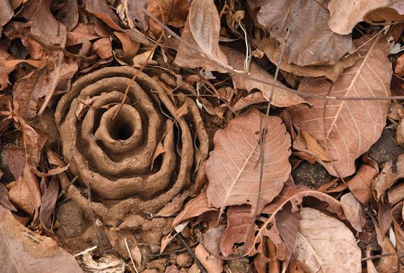 Ant fortress