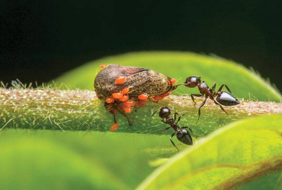 Mutualism vs parasitism