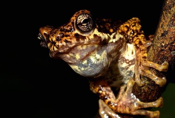 A Glimpse Into The Amphibian World
