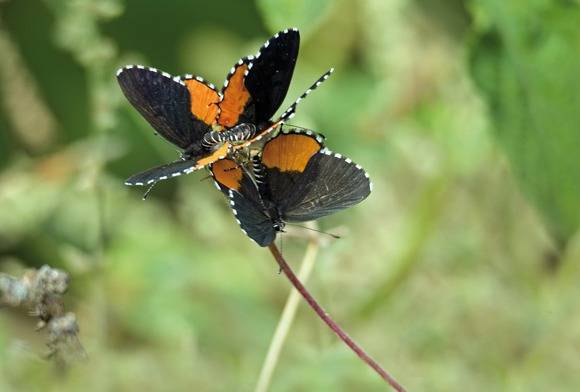 Counting Butterflies